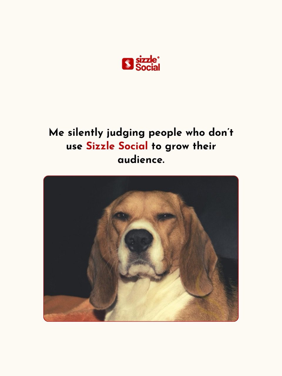 Funny dog judging people who do not use Sizzle Social for social media audience growth in Nigeria